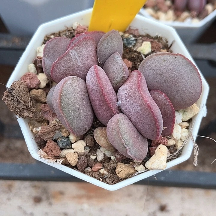 我***你多肉植物红蛋961多肉