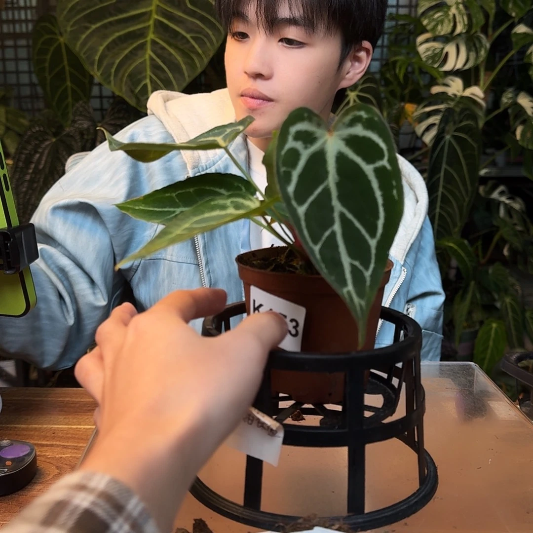 不开花植物K153蝶叶银杂银骑士
