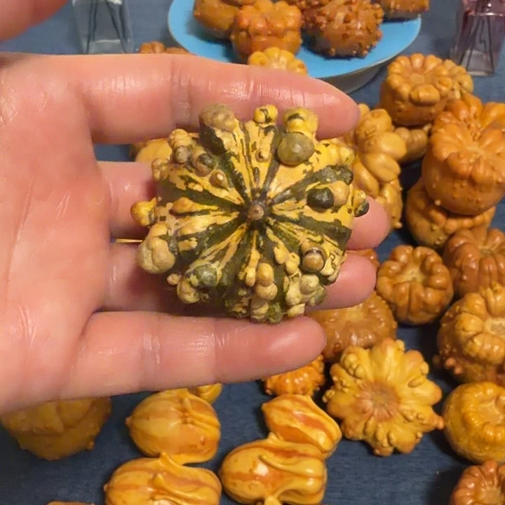 用***2墨西哥七彩疙瘩葫芦