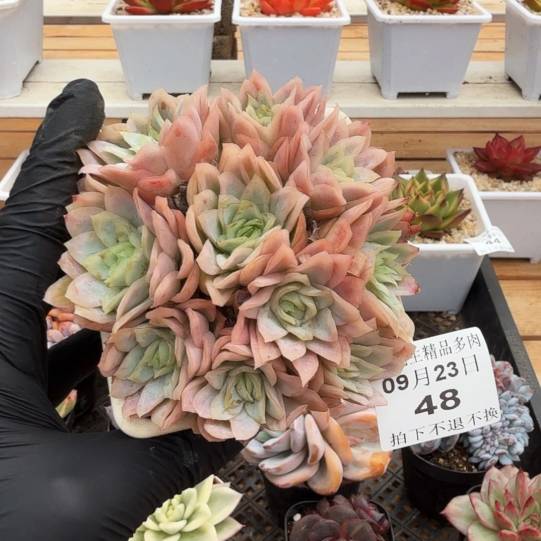 0923-48血红纱裙群