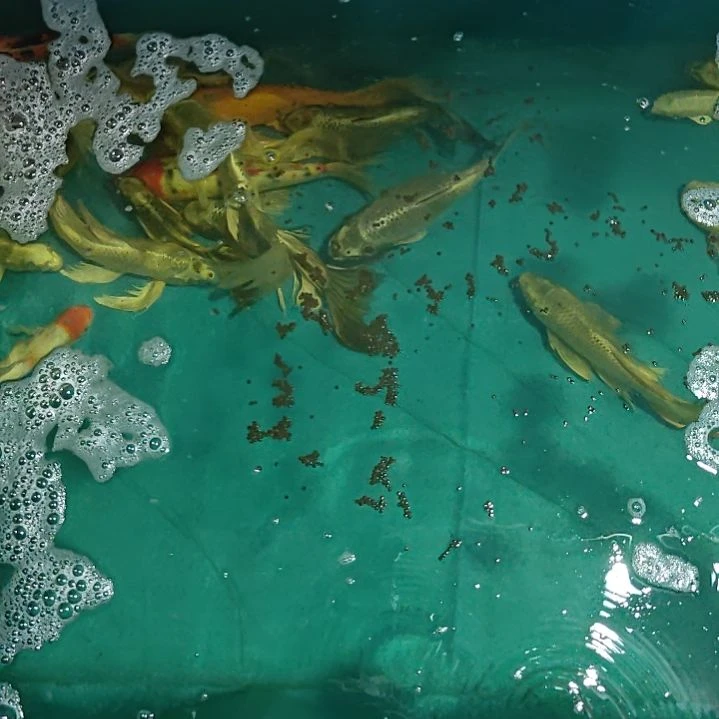 海水鱼包邮到家啦到家啦