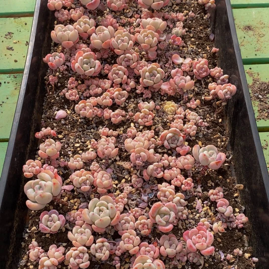 049多肉植物我的小宝贝的