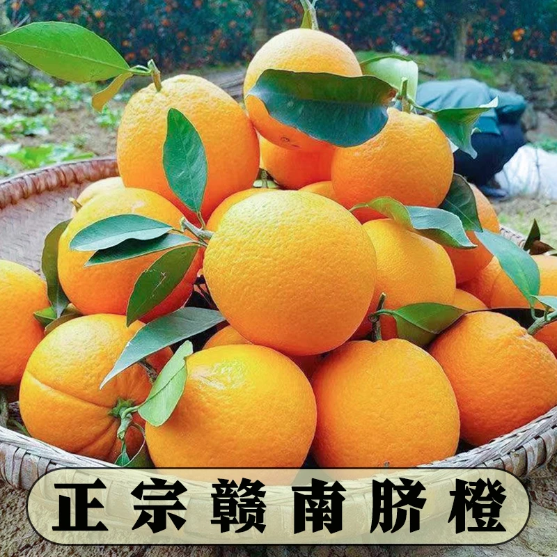 10斤赣南脐橙现摘新鲜脐橙应季水果甜橙手剥橙3斤冰糖脐橙鲜橙子