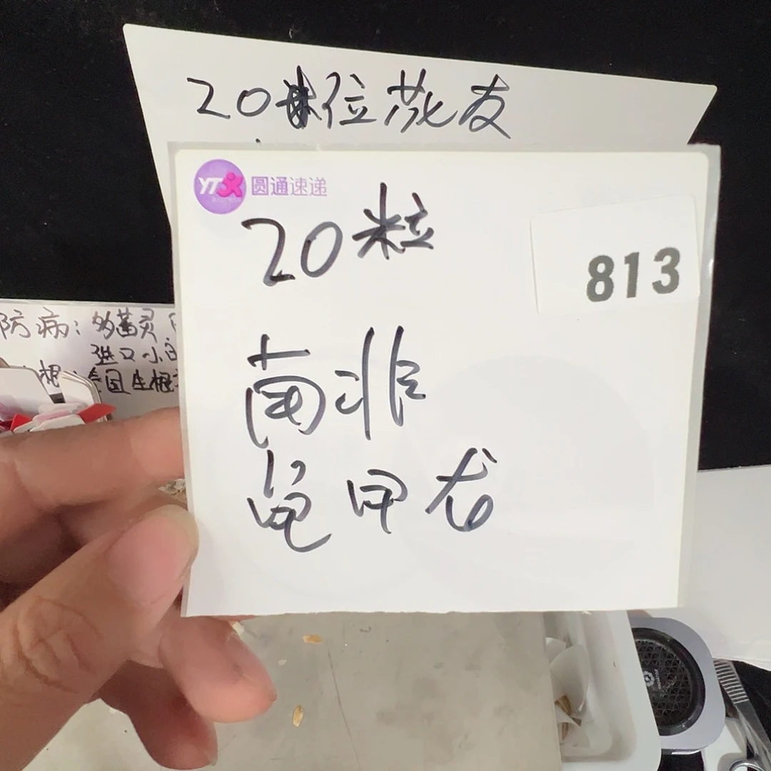 多肉植物专拍植物不退换 一物一拍 813