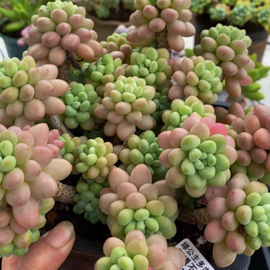 147鱼子酱20cm多肉