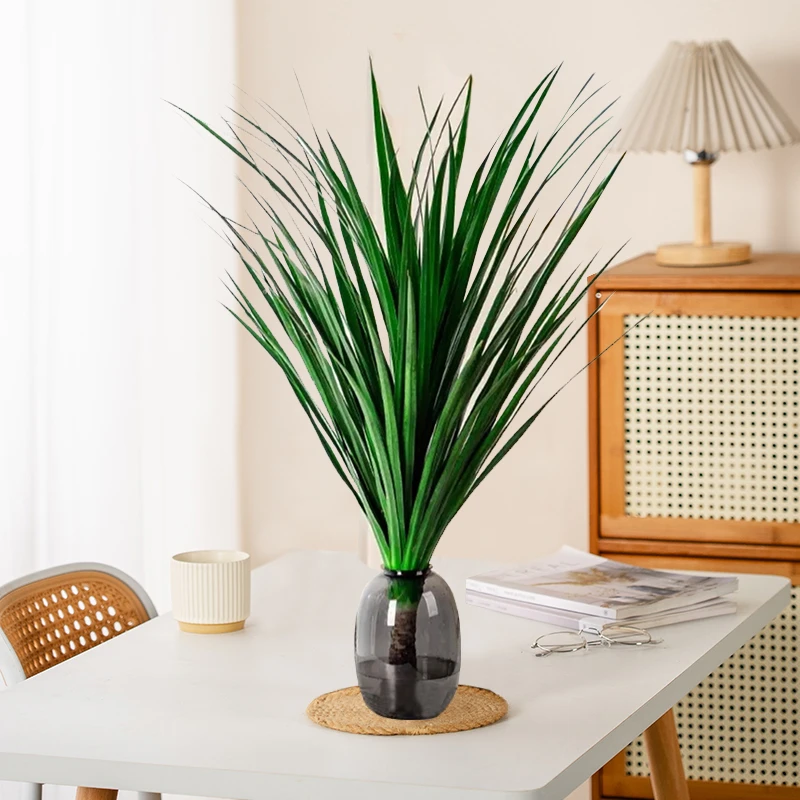 【不带瓶】水培黑珍珠龙血树好养易活办公室绿植室内盆栽四季常绿