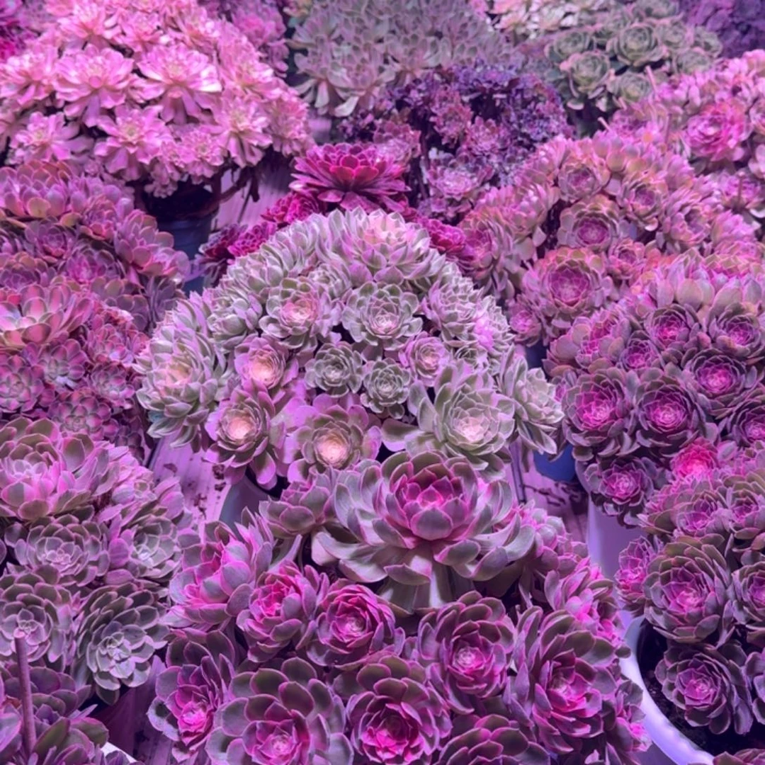 六***8多肉植物法师君哥福利