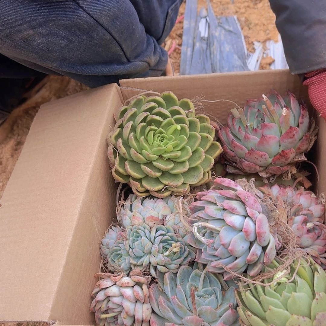 箱拍大杂烩多肉不售后净化空气