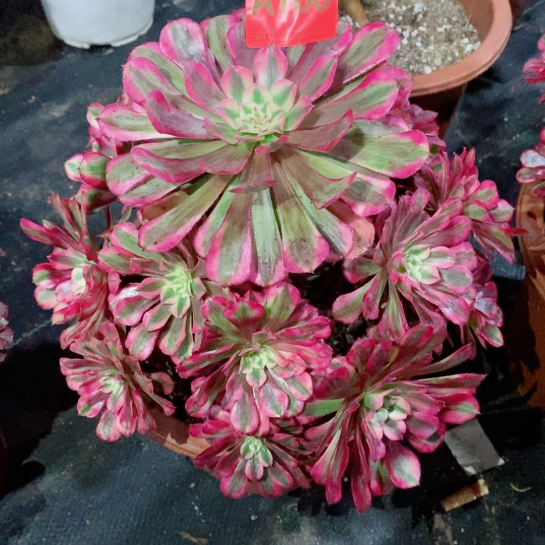 红铜白768多肉111111