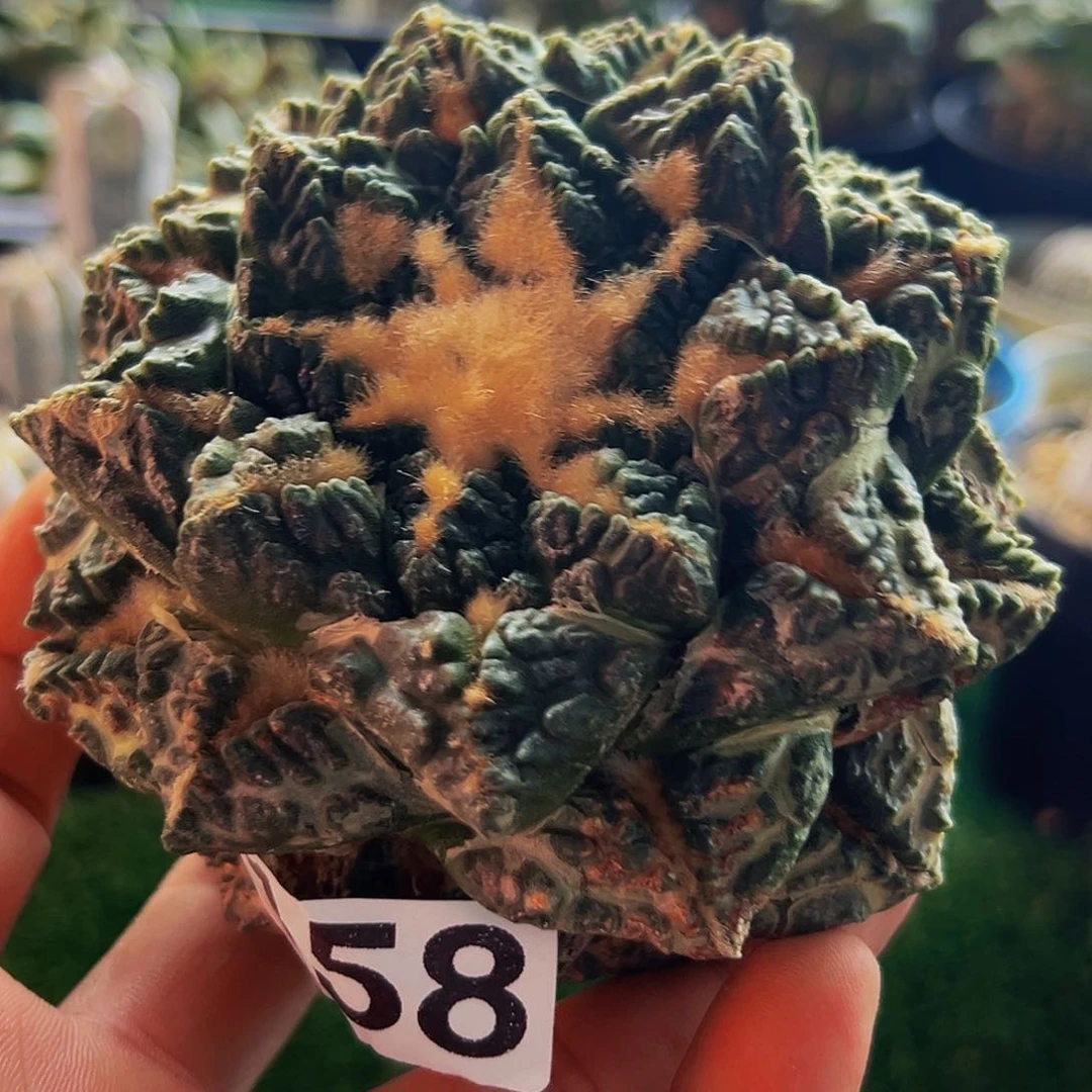 无花朵福利龟甲牡丹158
