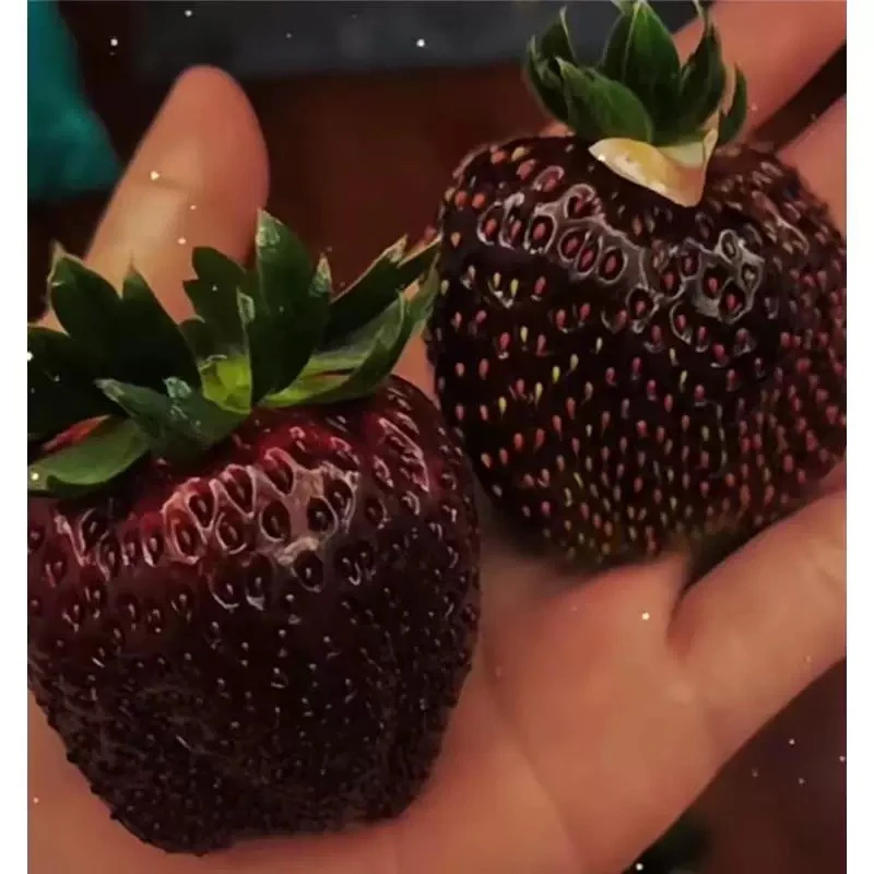 奶油草莓黑珍珠苗盆栽带花带果带土种籽子四季结果阳台种植苗秧