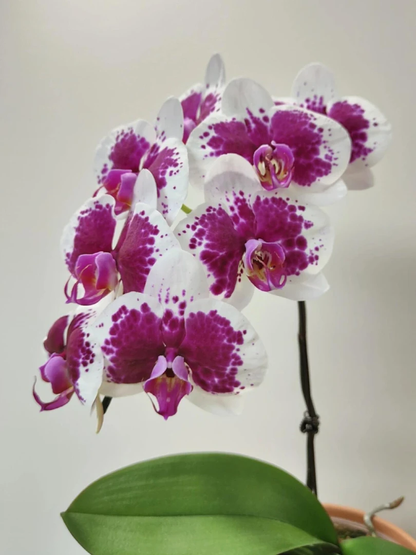 （鸿运财神）网红蝴蝶兰一颗   室内高端兰花