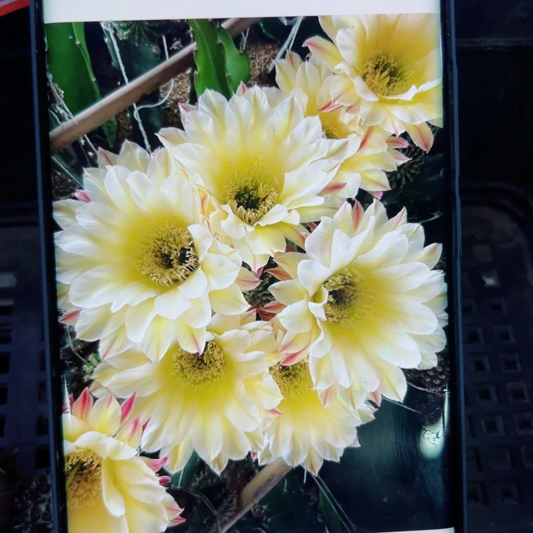 312彩草183 歪无根侧芽4公分左右20包邮