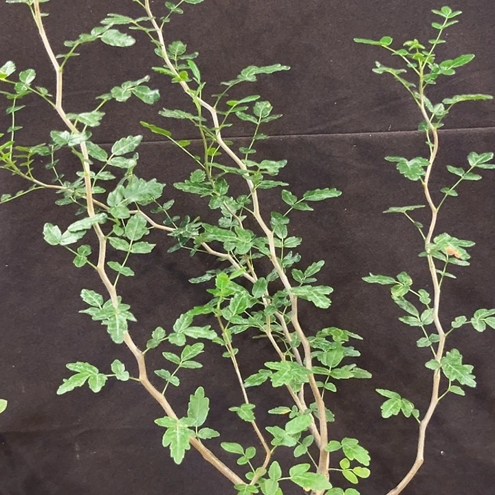 汤圆植物滔天橄榄