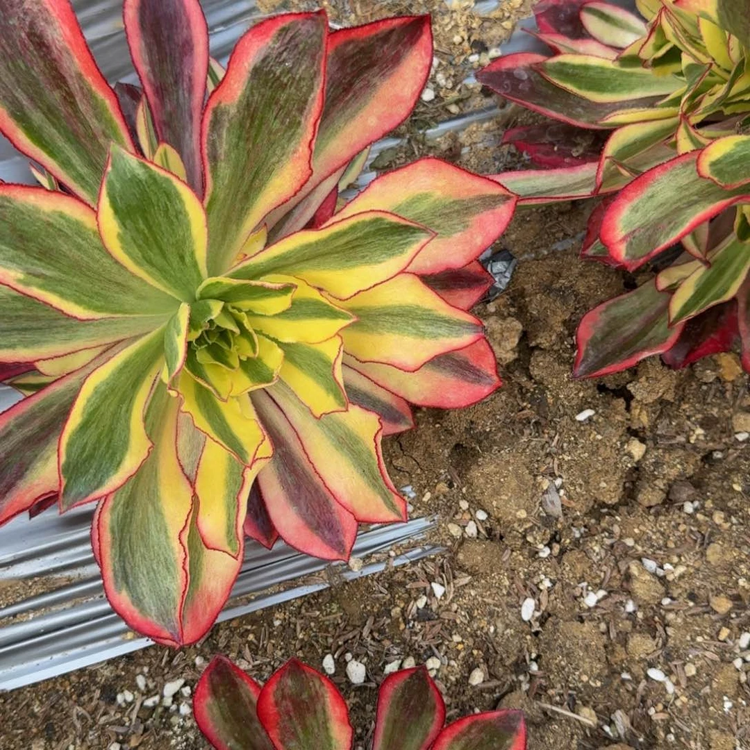 小**?辛尼亚寄养到秋