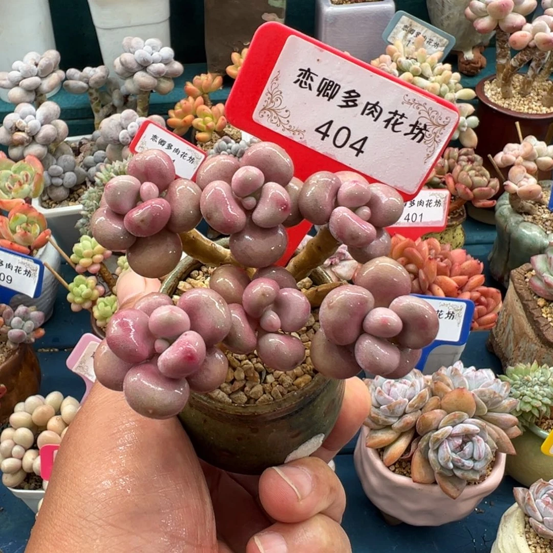 404号腰子蛋老桩无砍多头