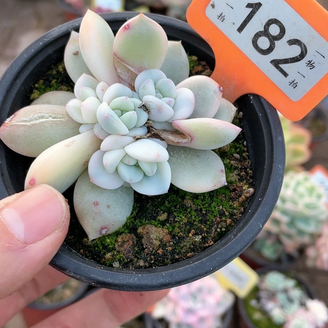 【闪购商品】182号