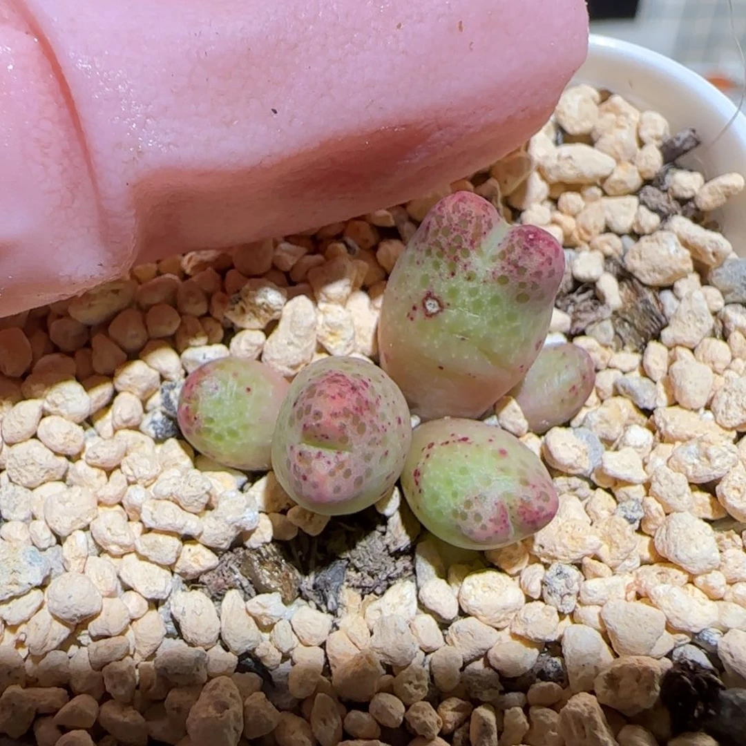 肉锥多肉植物百科-草莓斑马292