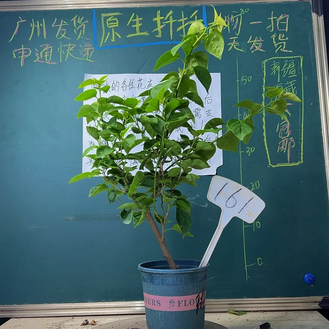 当前无花栽培后可以开花粗杆 甜西瓜161
