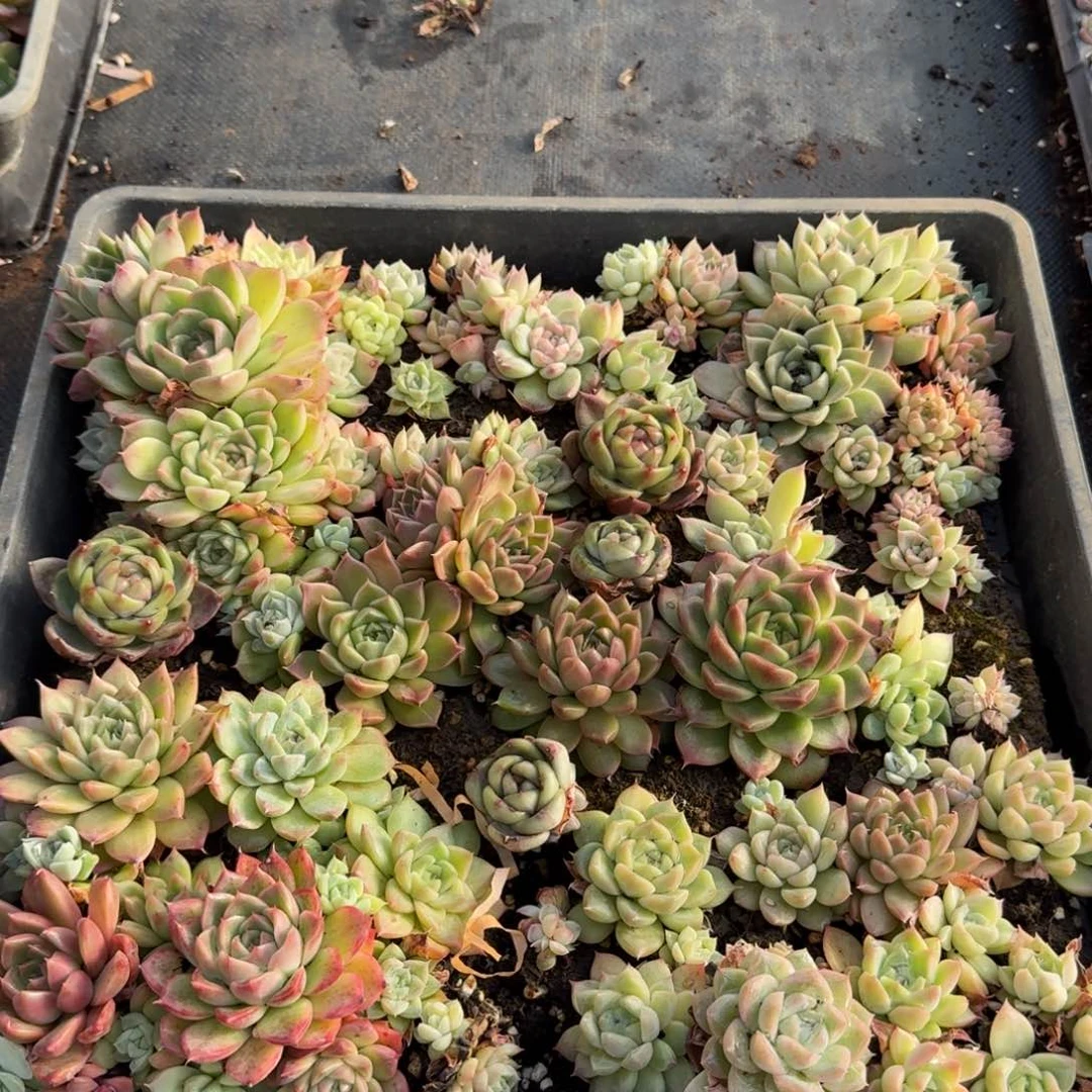 多肉杂交一物一拍25-8不带筐