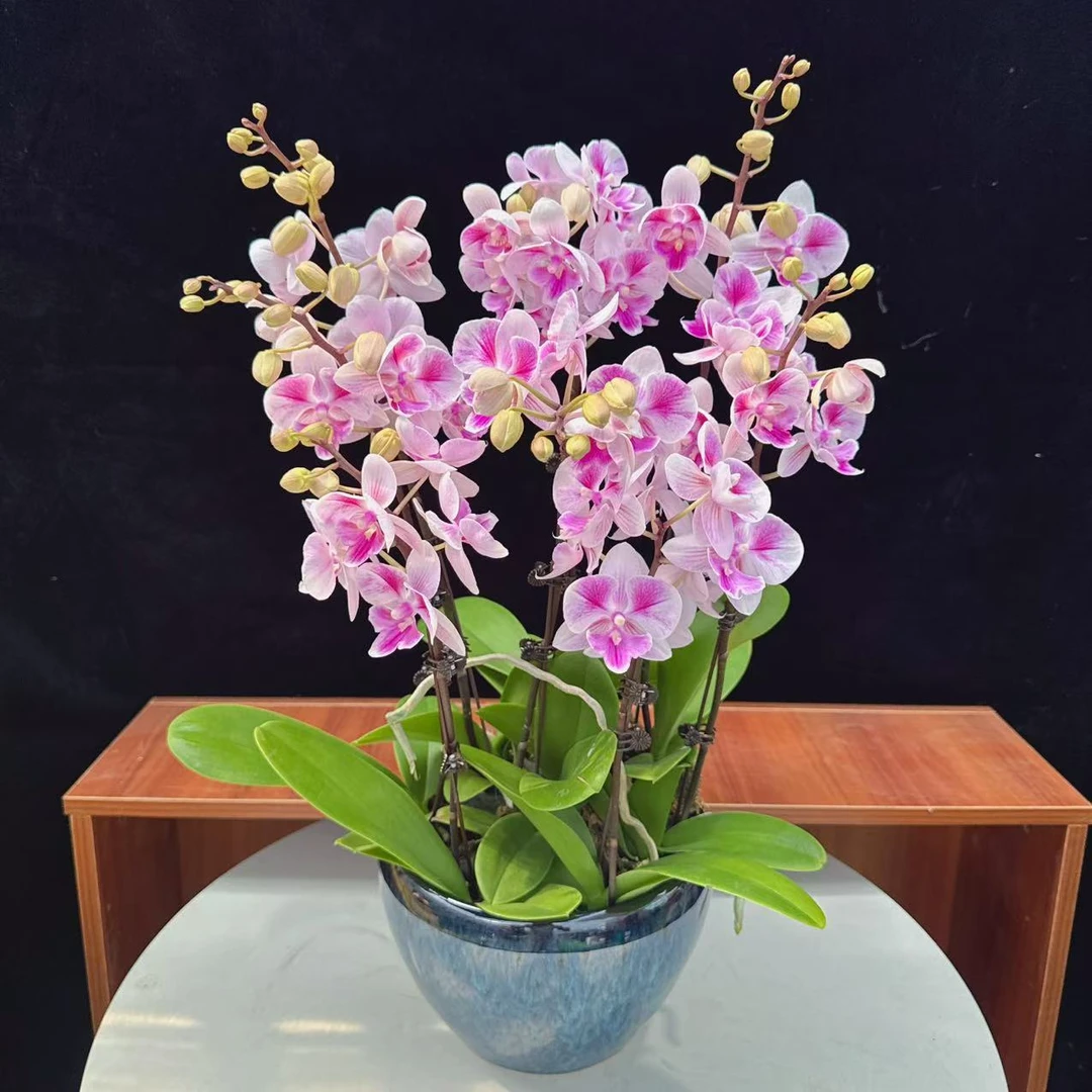 精品鲜花蝴蝶兰【貂蝉】室内家居 花卉绿植盆栽 送礼 带花带花苞