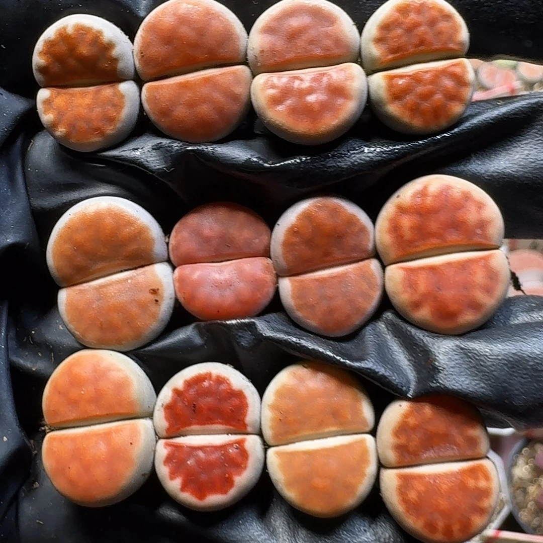 生石花11111。 168