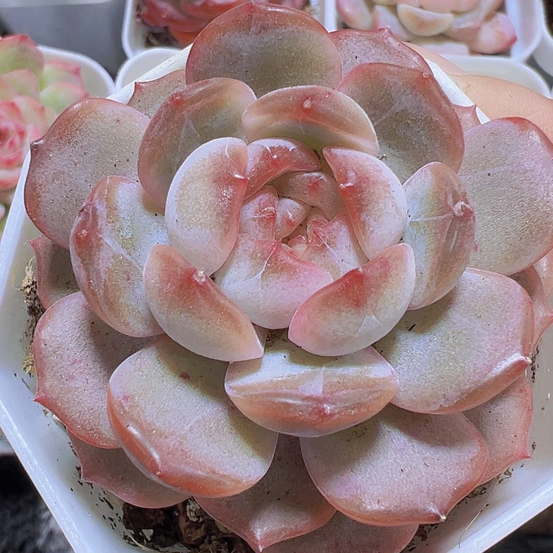 八角盆大红恋19包邮