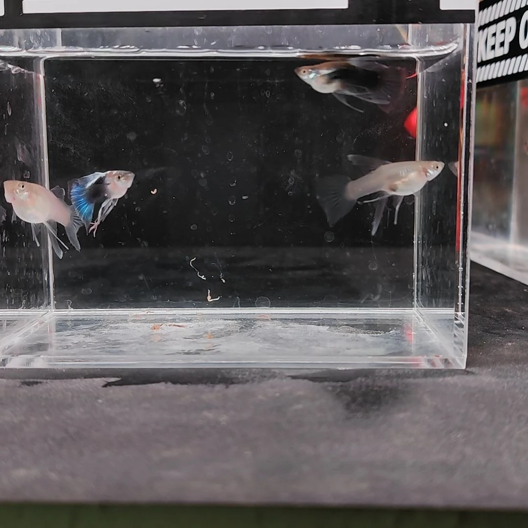 孔雀鱼编号49蓝礼服C