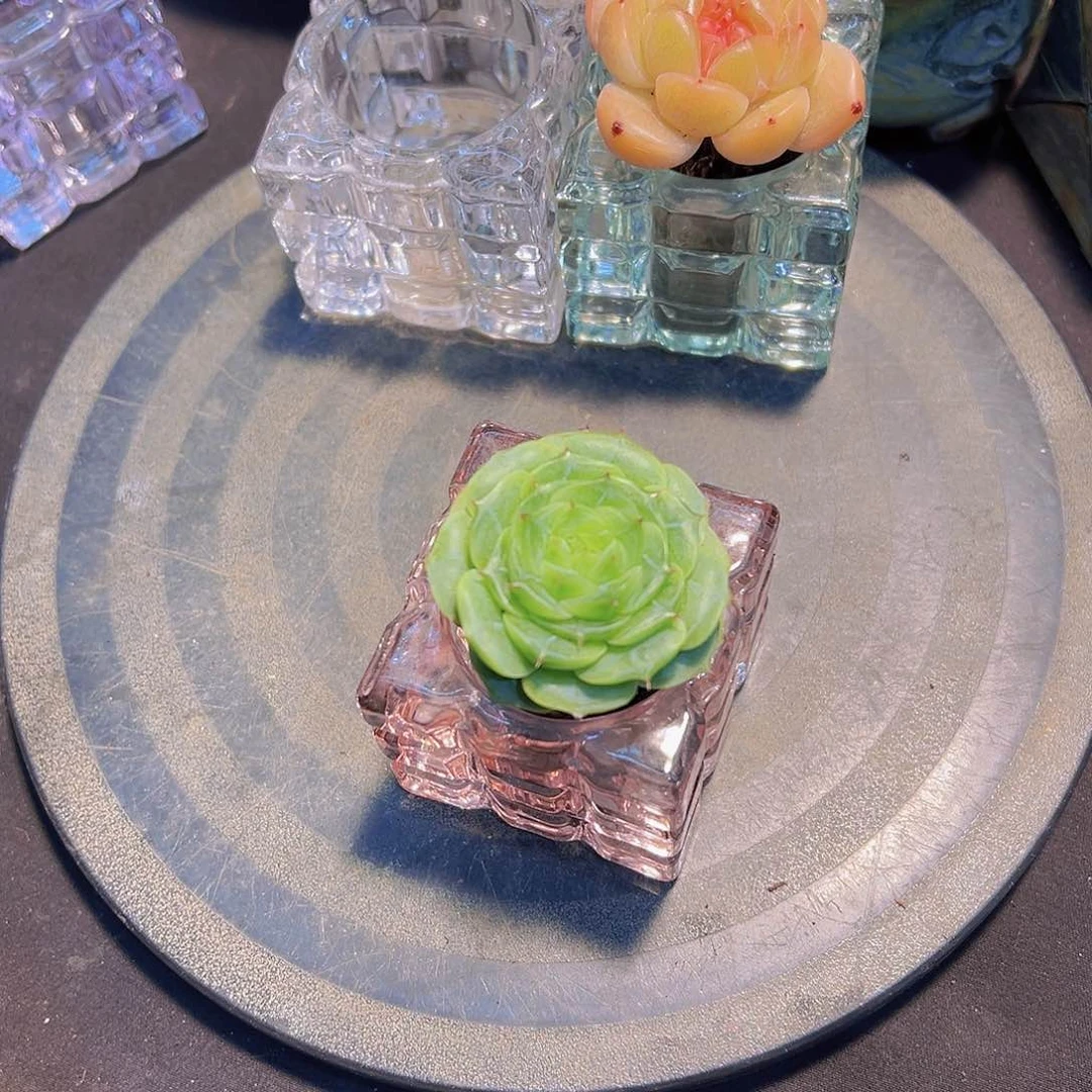 蒙****郎新品，多肉植物，