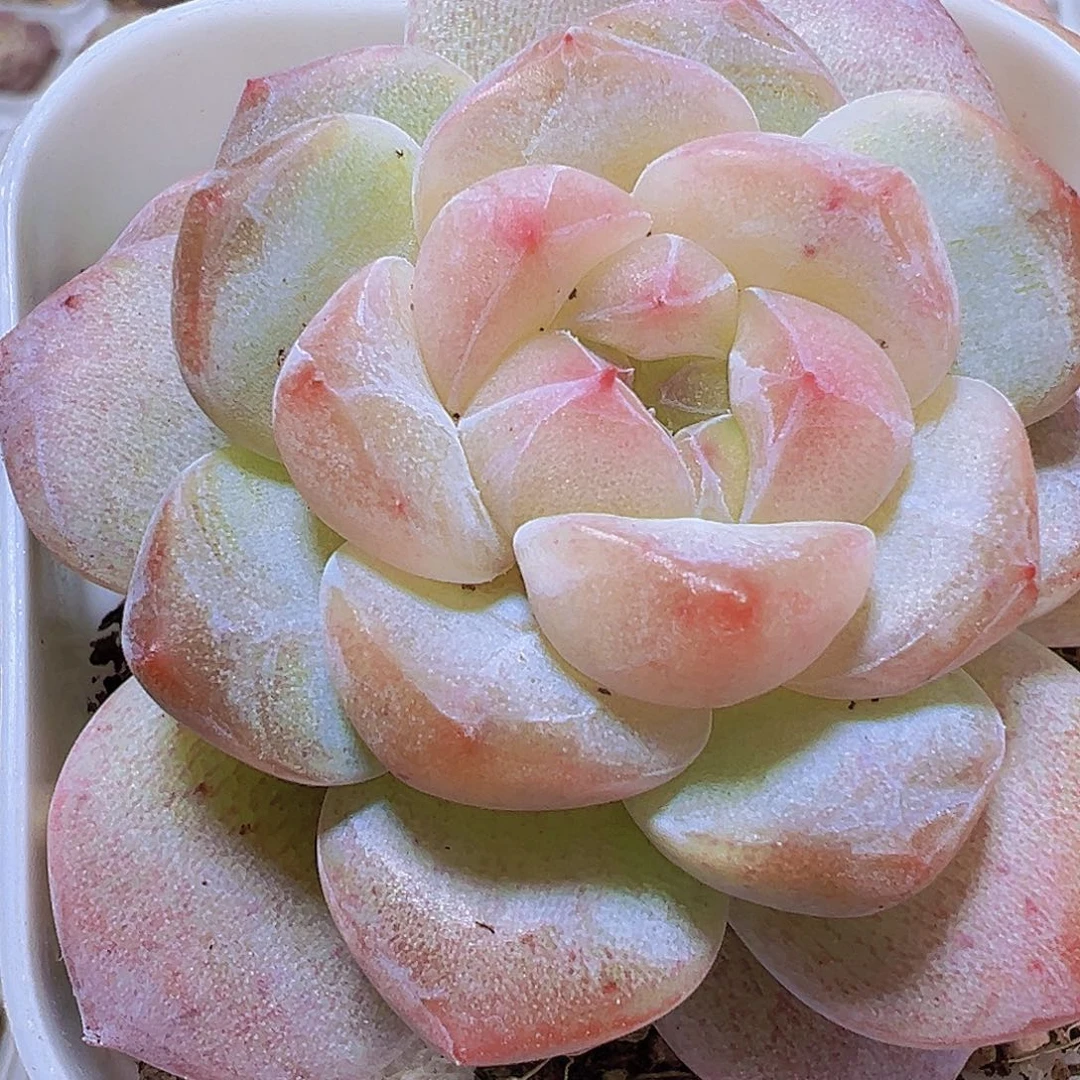 黛玉冰魄19包邮多肉植物