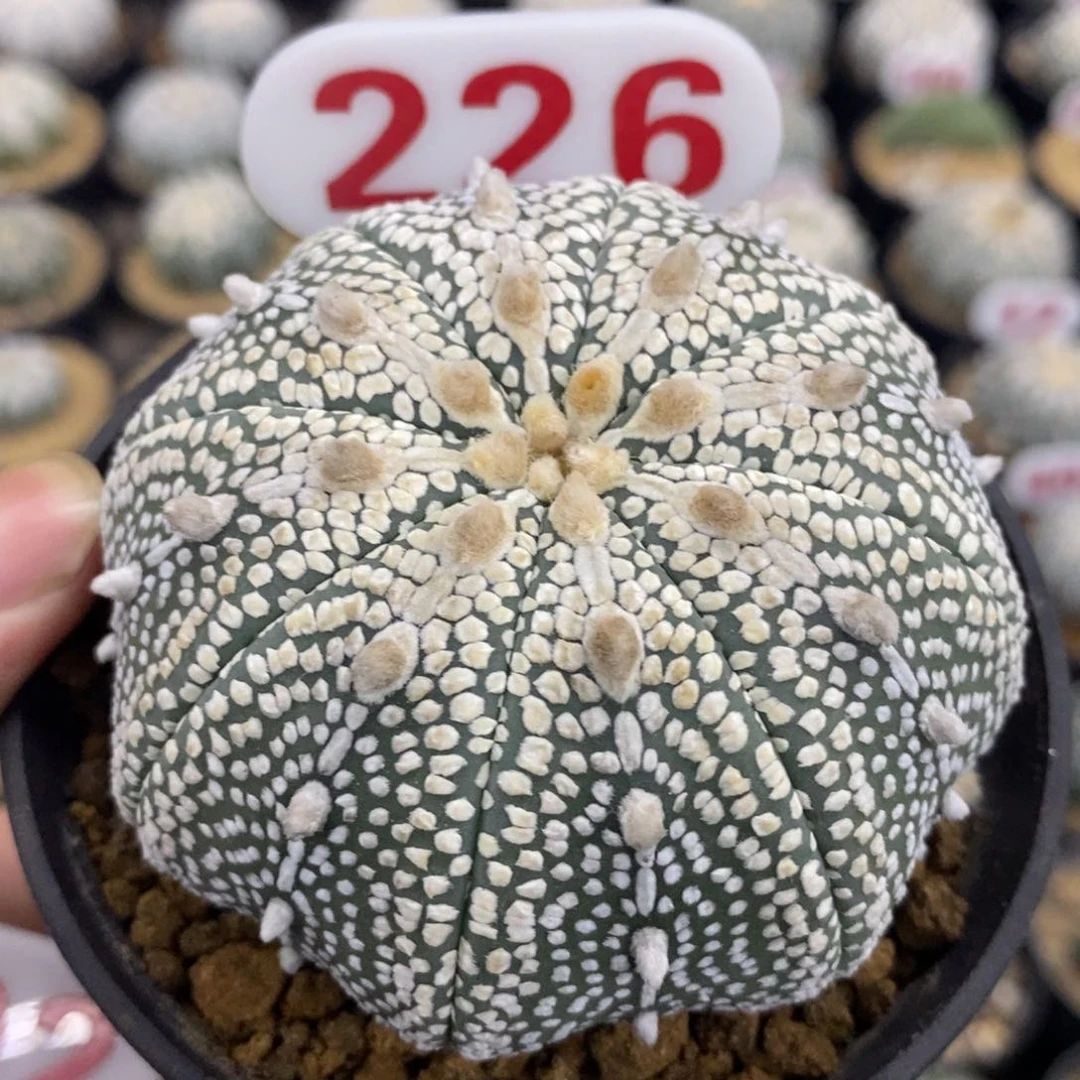 226海星古田贝奇迹兜