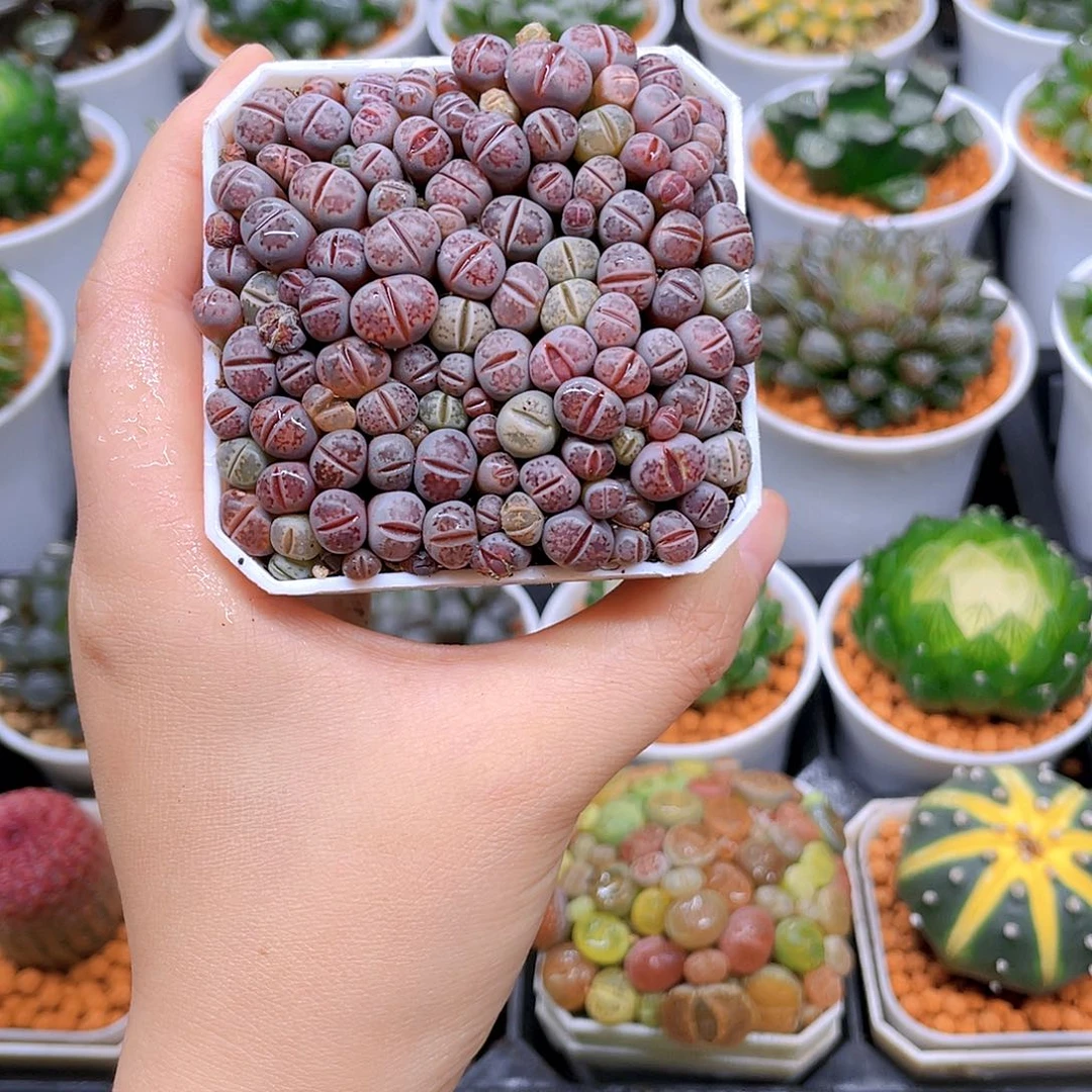 生石花，紫色，白盆