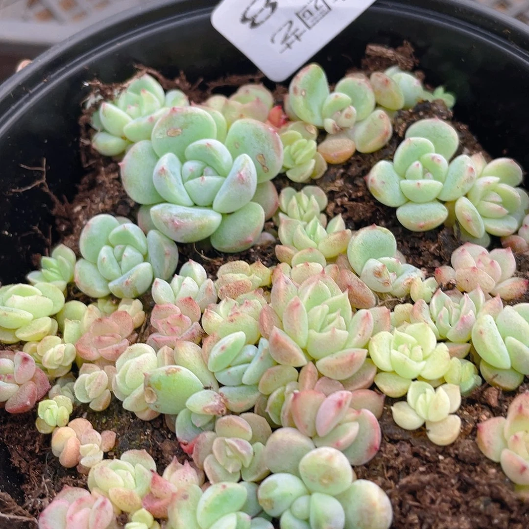 多肉植物多肉植物648