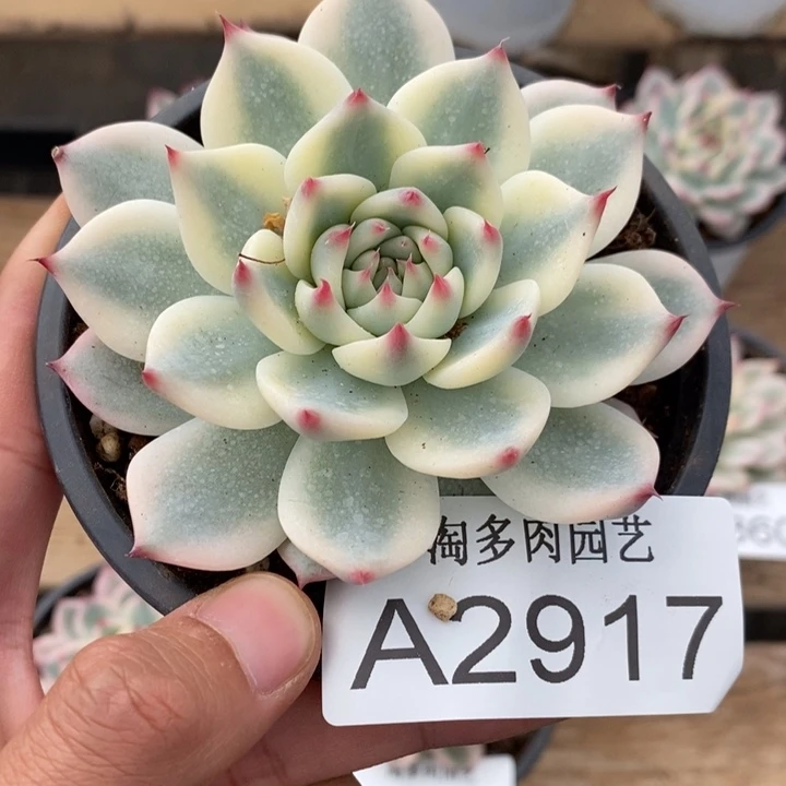 吉娃娃锦多肉植物A2917