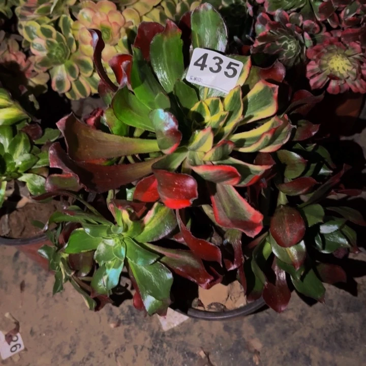 435魅影七彩多肉植物不售后