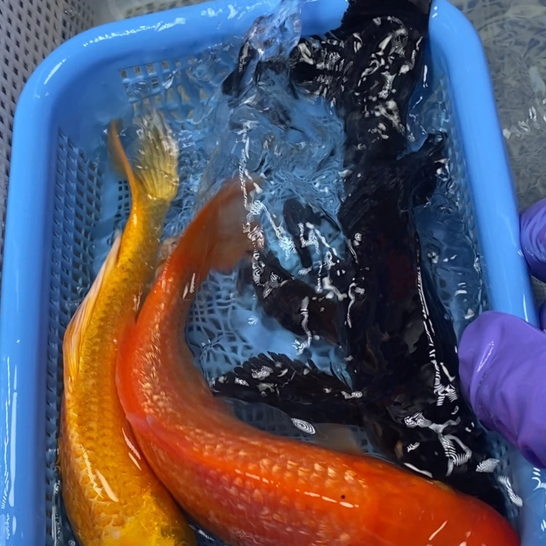 锦鲤冷水锦鲤包邮