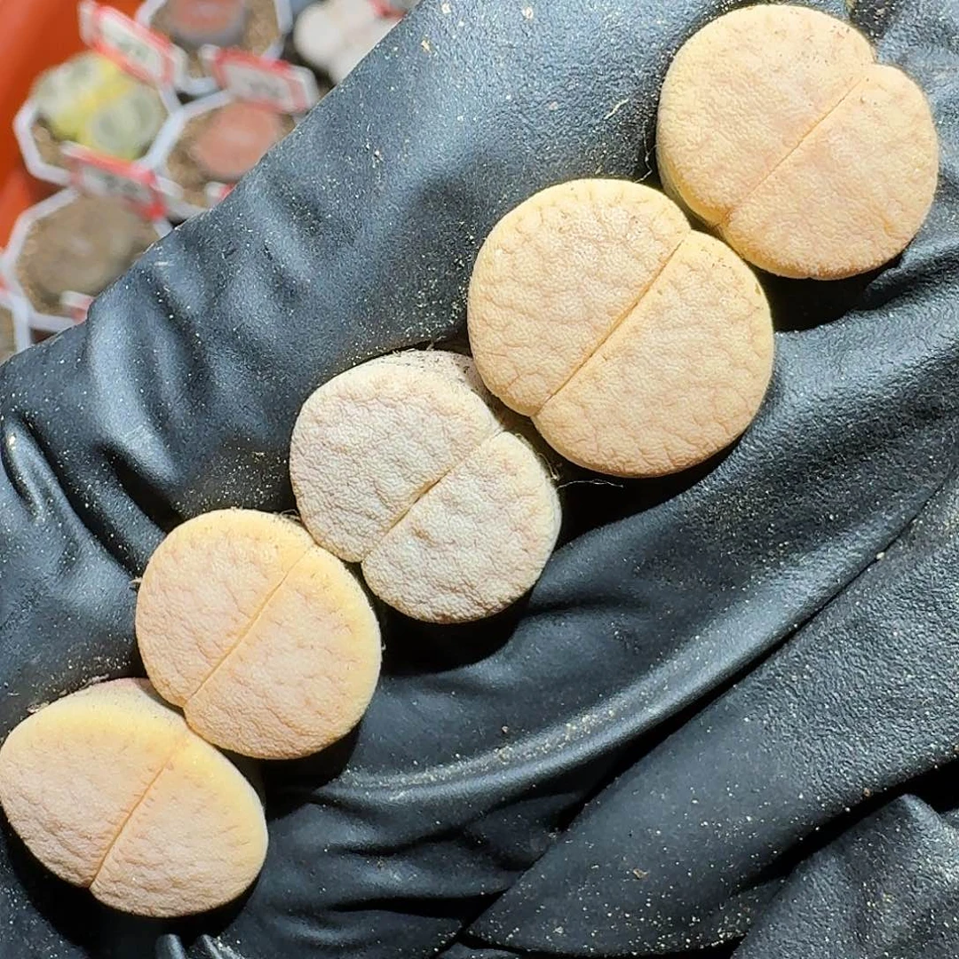 生石花等11111111。   122