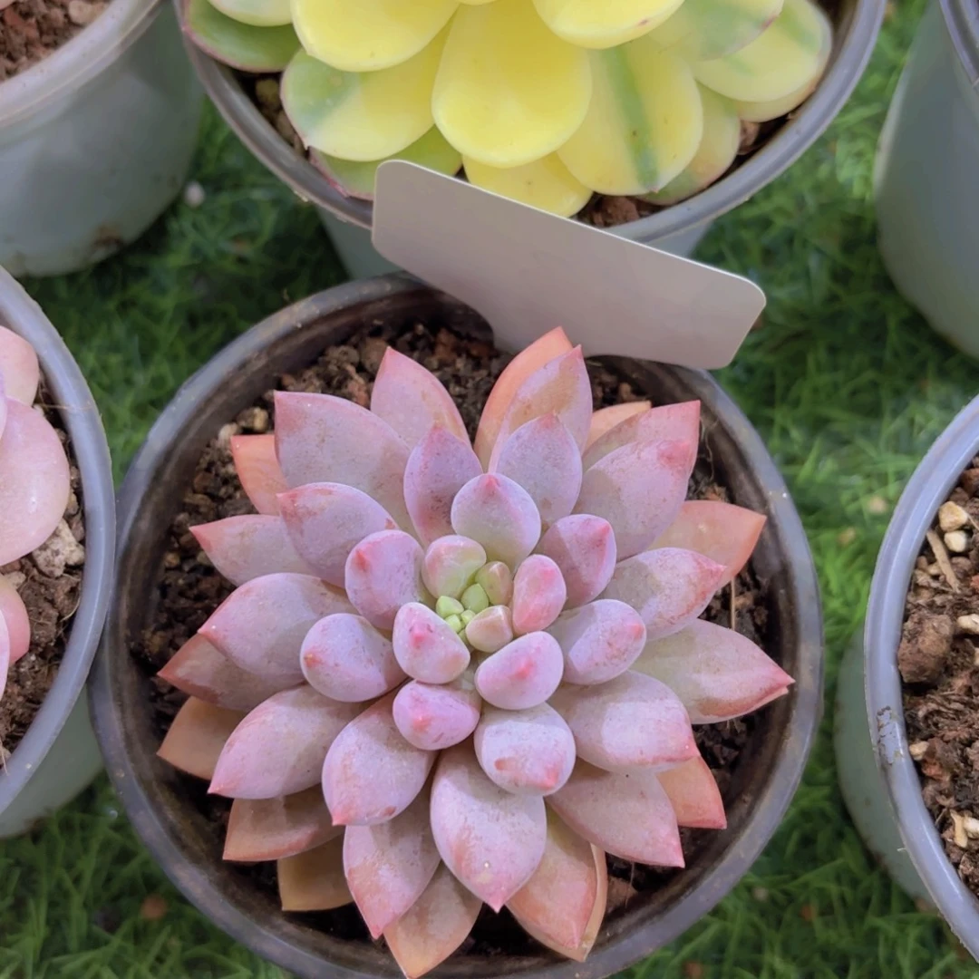 ****丢云南金致家精品多肉