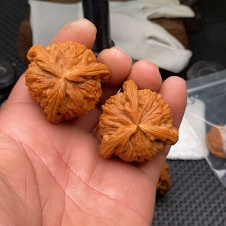 H***G手串/手链核桃福利白狮子5