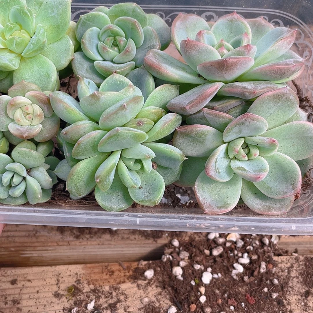 多肉植物多肉植物593