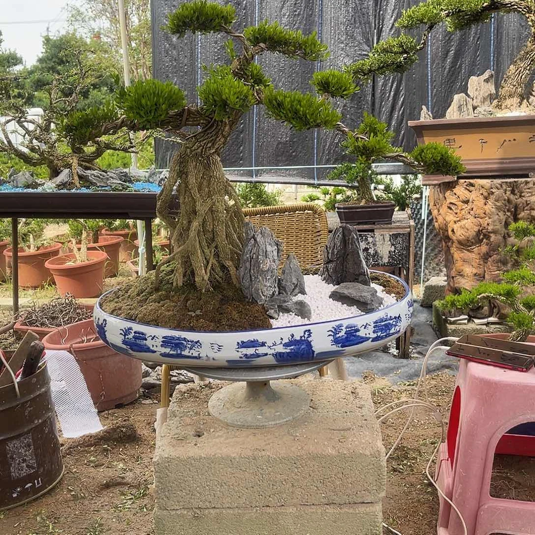 当前无花栽培后可以开花