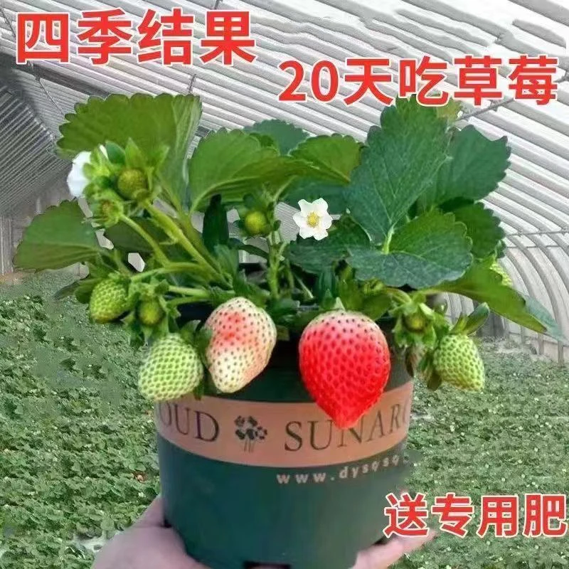 （带盆栽好+带花)奶油红颜大草莓苗原盆原土地栽盆栽室内室外栽种
