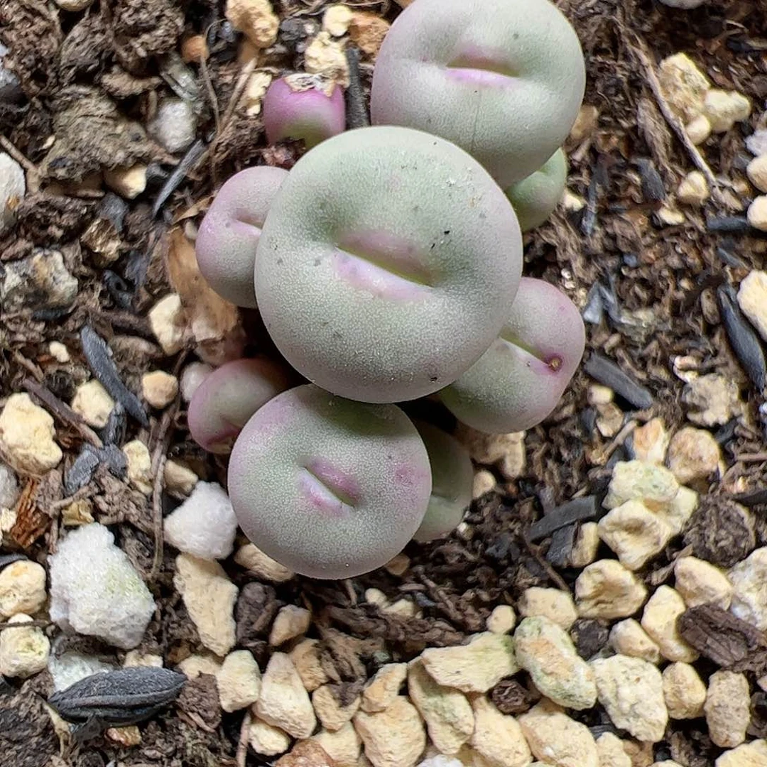 【闪购商品】56 紫脸