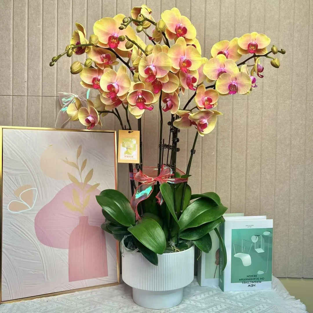 金桃之梦 蝴蝶兰 黄色大花 客厅美观带花带花苞