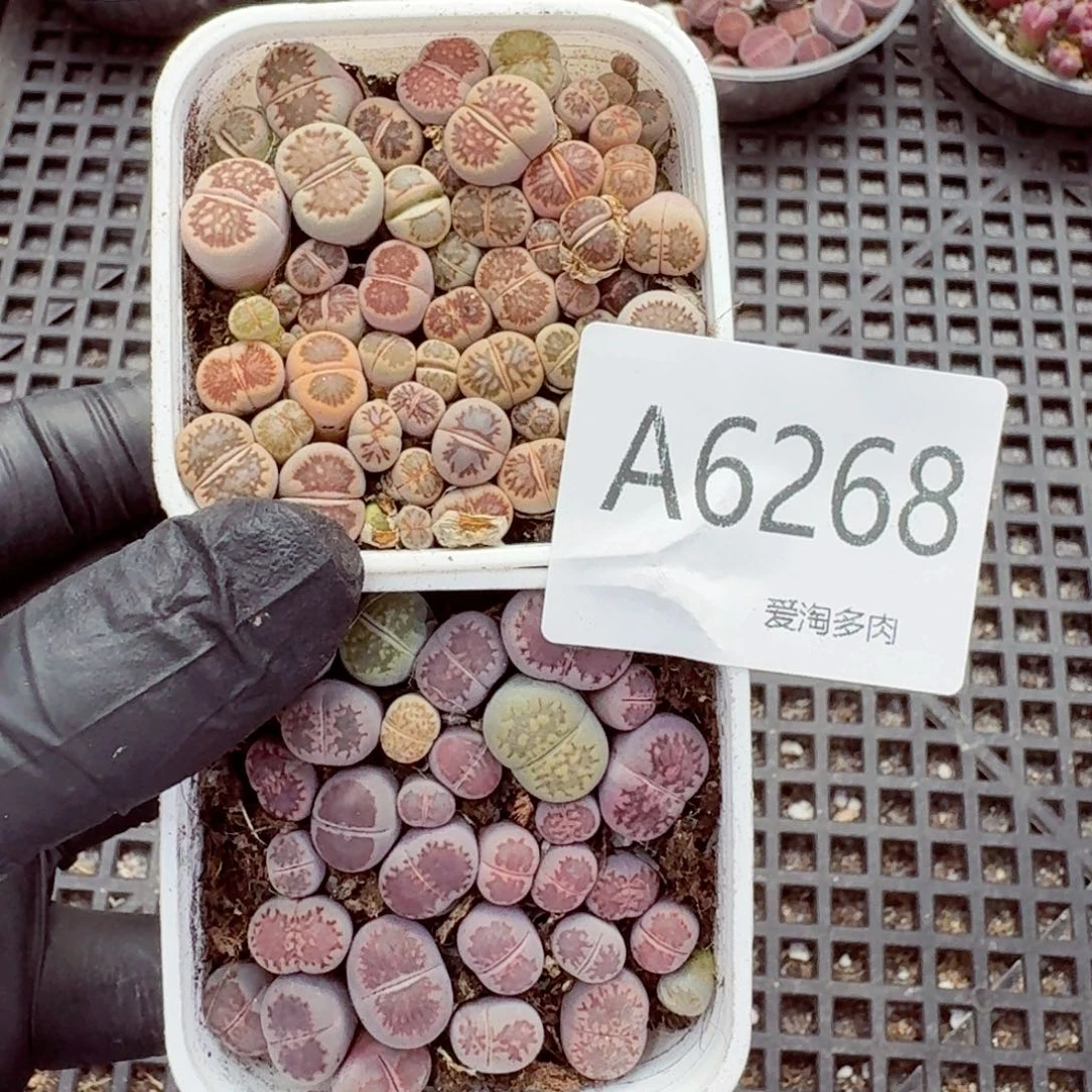 6268—生石花 生石花