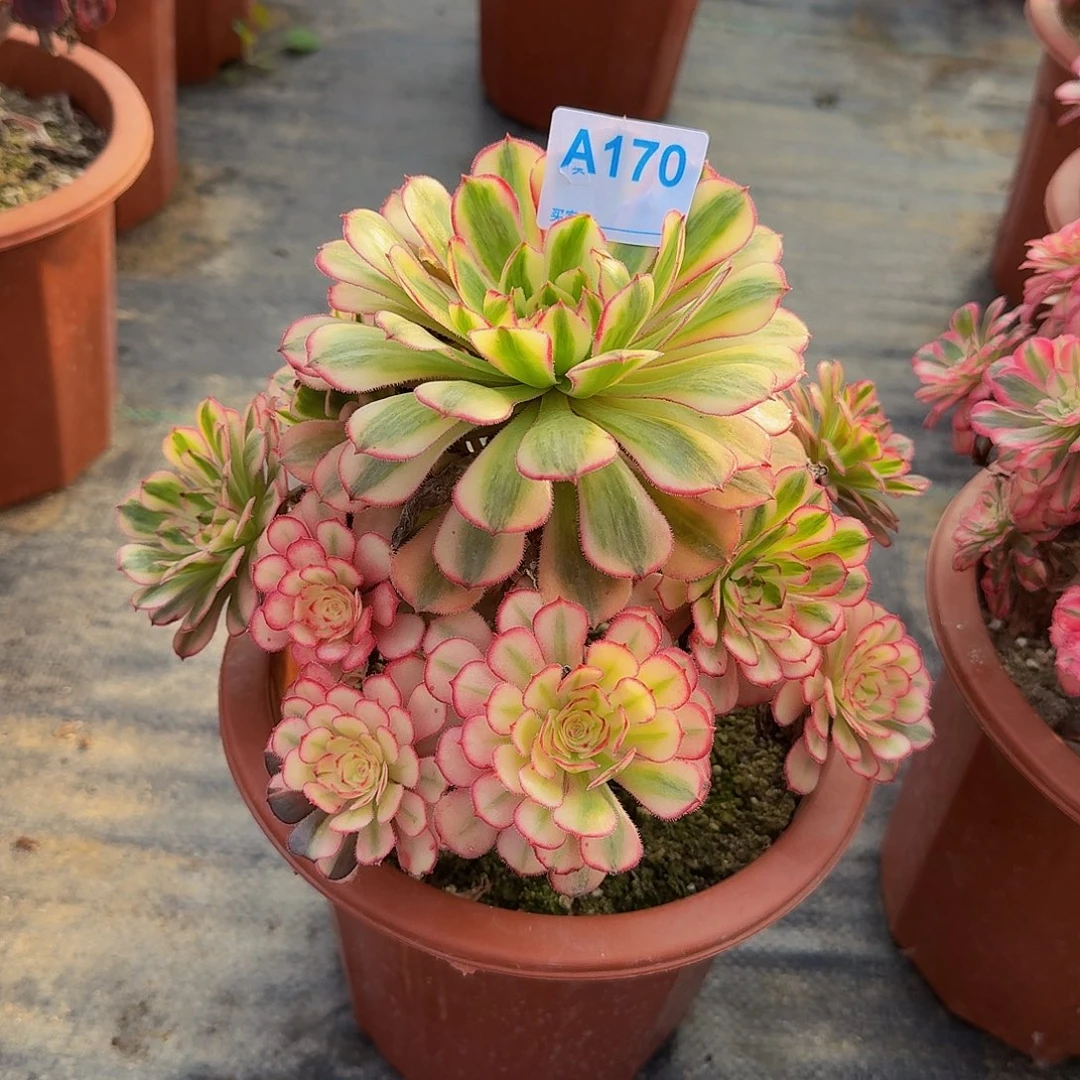 快**好170白月光4444冠服21左右