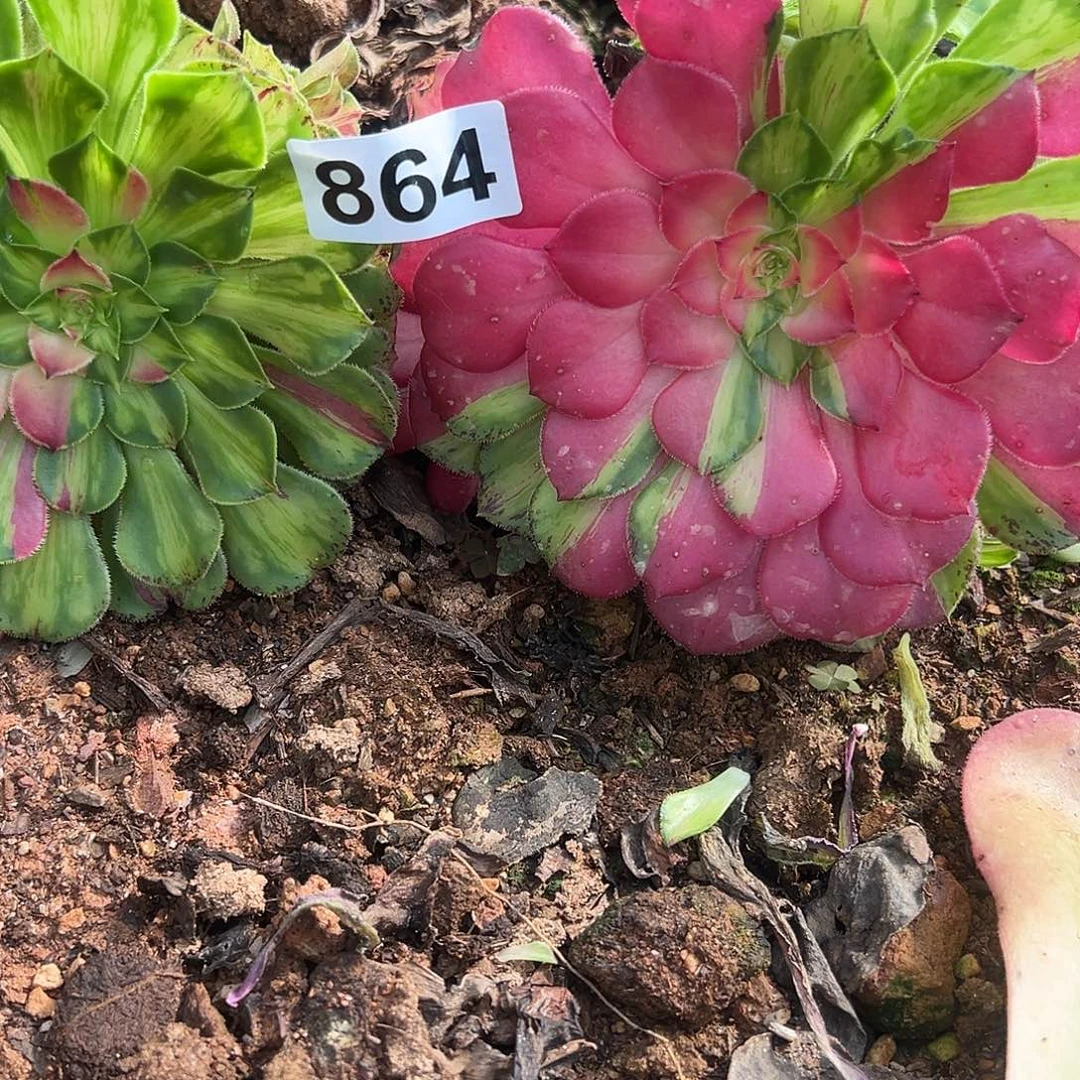 精品多肉植物864知否组合