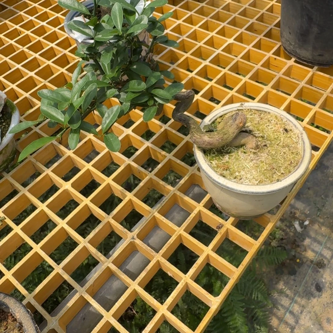 凰***.无花朵顺丰到付不包邮