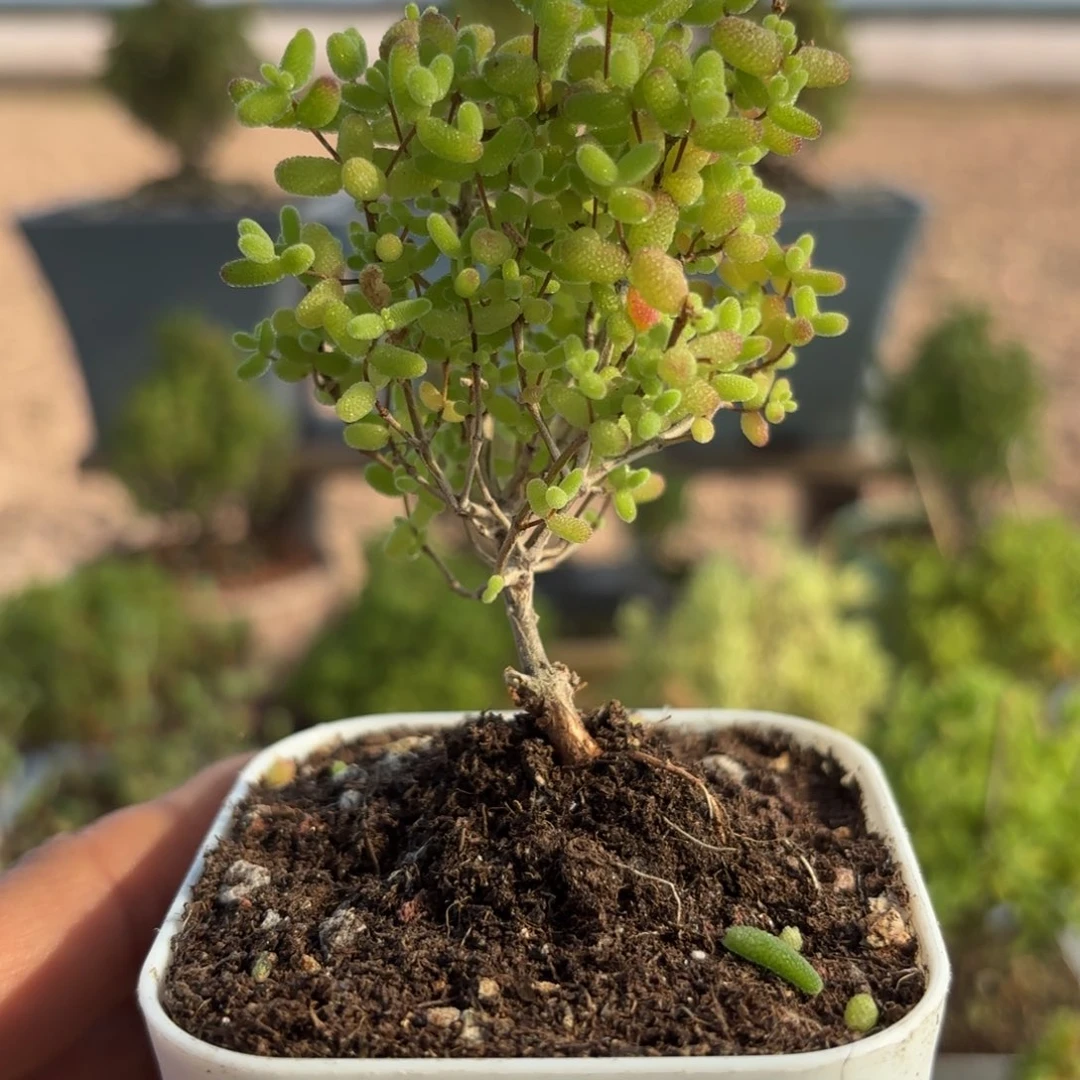 107蜜橘糖球枝干番杏