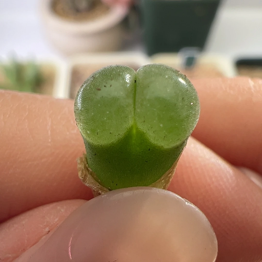 1160/y400。落肩窗 1.5年